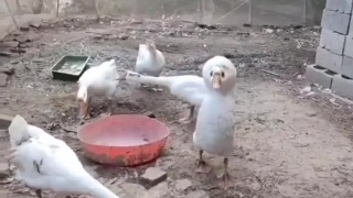 这些动物的长相真是奇葩 #搞笑配音#搞笑