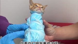 小猫：你们这样对我有点过分了 #搞笑配音 #搞笑动物配音 #爆笑动物