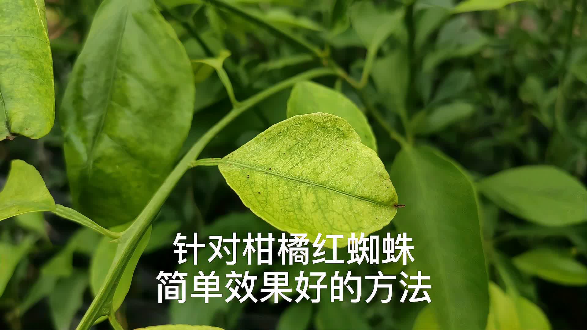 治療柑橘紅蜘蛛土方法,簡單效果好,3塊錢就能搞定了