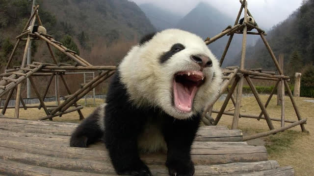 熊猫最早出现800万年前,为什么不会灭绝?