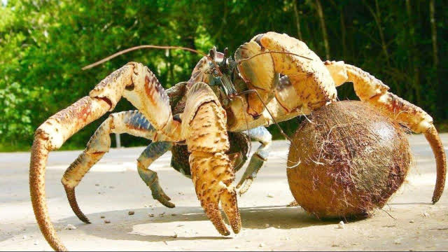会开椰子的椰子蟹,破坏力实在太厉害了吧!