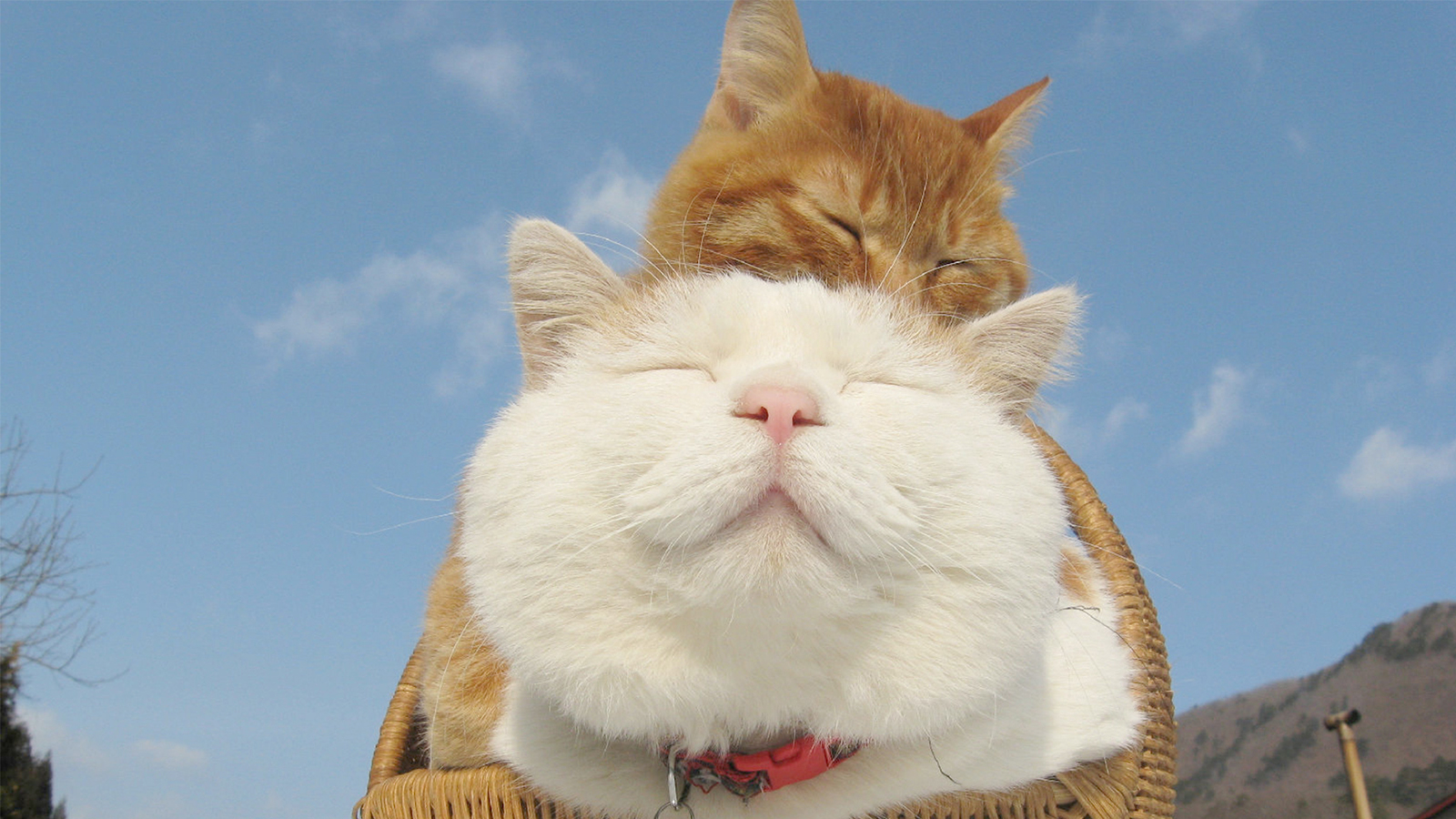 《花生萌宠》如何给主子简单粗暴的做个猫抓板?