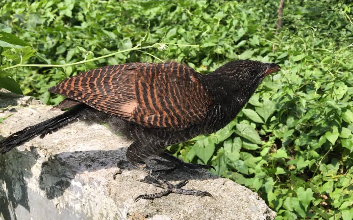 这种鸟俗称红毛鸡,起飞的那一刻真的太像鸡了