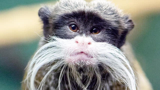 这种猴子长了一张人脸,一出生就满脸白胡子,像个老小孩