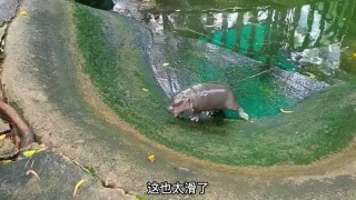 不太聪明的小河马！搞笑配音