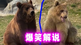 爆笑解说：熊大熊二来动物园啦？