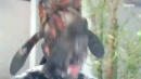 唐伯虎点秋香